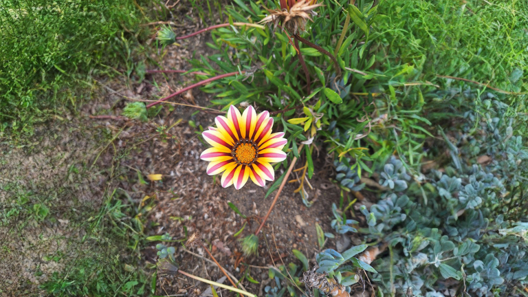 Gazania con i fiori sempre chiusi: non sta morendo, è un orologio solare