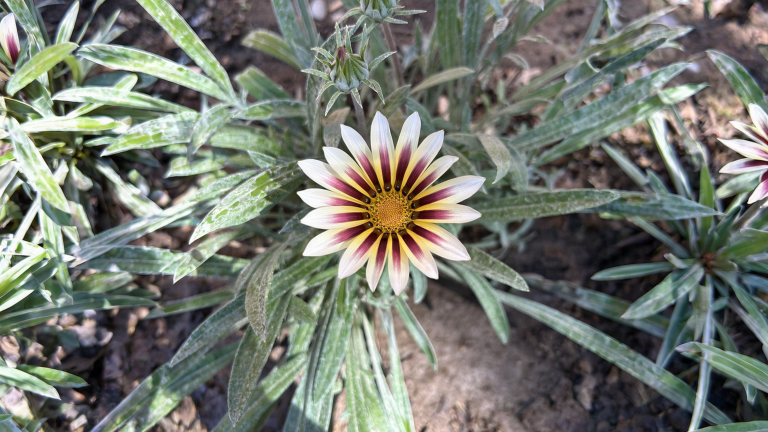 Gazania, il fiore che apre e chiude i petali col sole: come coltivarla e farla vivere anni