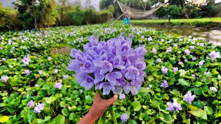 Giacinto d'acqua vietato in Italia: perché un fiore così bello è fuorilegge e cosa mettere al suo posto nel laghetto