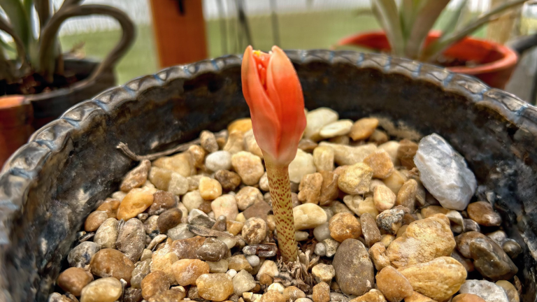 Haemanthus coccineus coltivazione: perché il giglio del sangue non fiorisce e come rimetterlo in orario