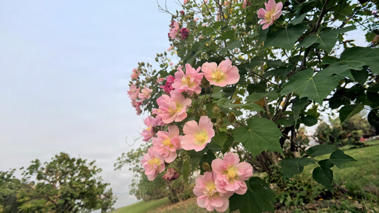 Hibiscus mutabilis, l'ibisco che cambia colore in un giorno: bianco all'alba, rosso al tramonto