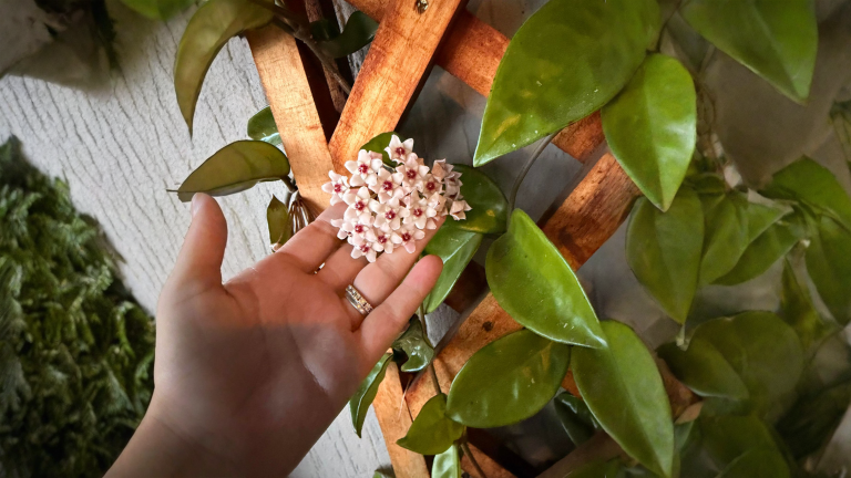 Hoya carnosa che non fiorisce da anni: il piccolo sperone che non devi mai tagliare