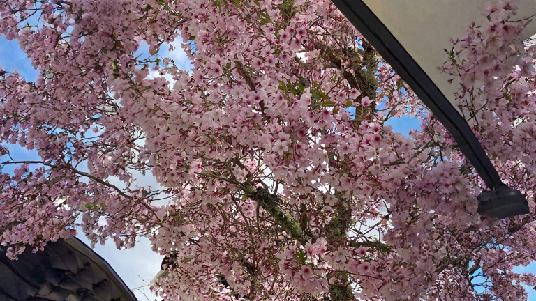 Il ciliegio fiorisce in autunno: cultivar rifiorente o albero in difficoltà?