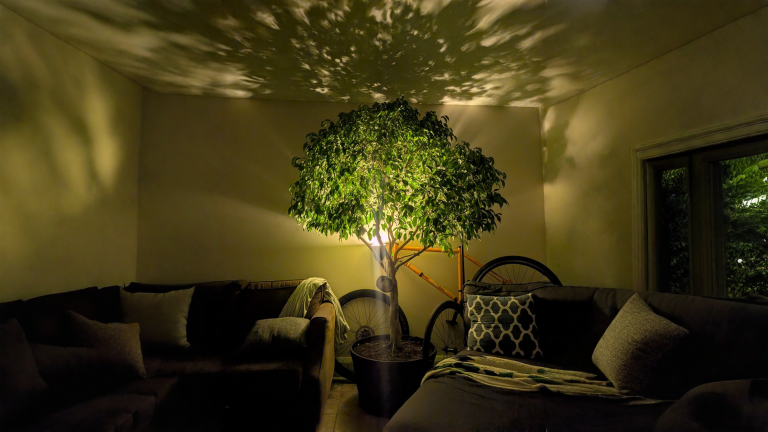 Il ficus benjamina perde le foglie dopo un trasloco? Non sta morendo: sta cambiando chioma