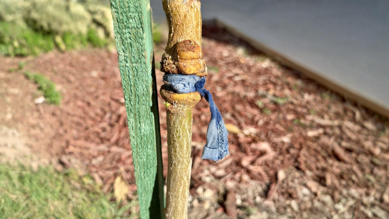 Il nastro dimenticato sull'innesto: come capire se sta strozzando l'albero e toglierlo senza rovinare la corteccia