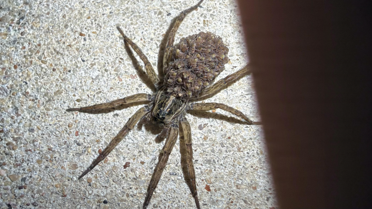 Il ragno lupo che porta i piccoli sul dorso: come riconoscerlo in orto e il trucco della torcia di notte