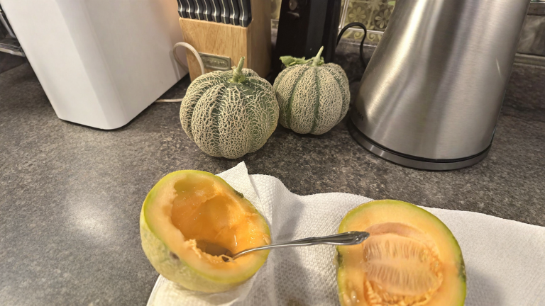 Incrocio zucca melone: perché è impossibile e cos'è davvero quel frutto strano nato dal compost