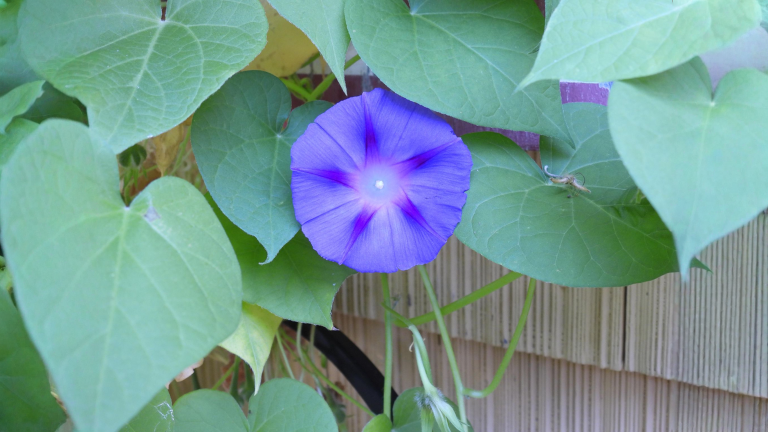 Ipomea, il fiore che dura mezza giornata: come guadagnare ore di fioritura fino a novembre