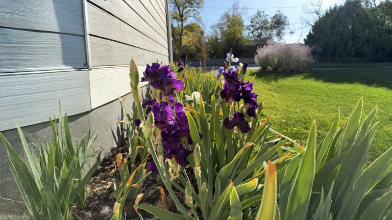 Iris rifiorenti: il trucco per la seconda fioritura in autunno (e perché in Italia funziona meglio)