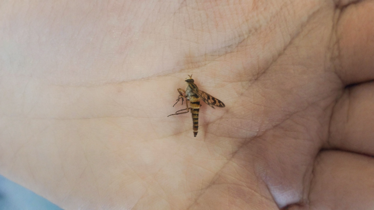 La mosca rapace asilide: il cacciatore del tuo orto che tutti scambiano per un tafano
