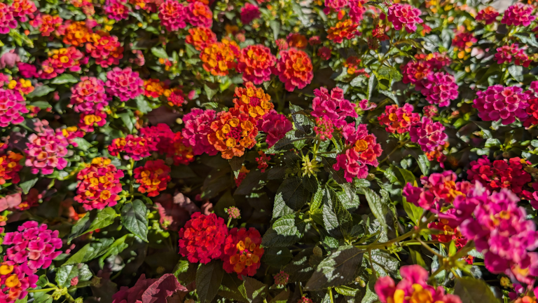Lantana che cambia colore: il segreto dei fiori gialli, arancio e rosa nello stesso ciuffo