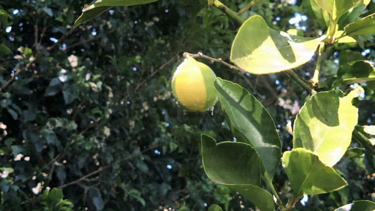 Limone giallo solo da una parte? Il colore dipende dalle notti fresche, non da quanto è maturo il frutto