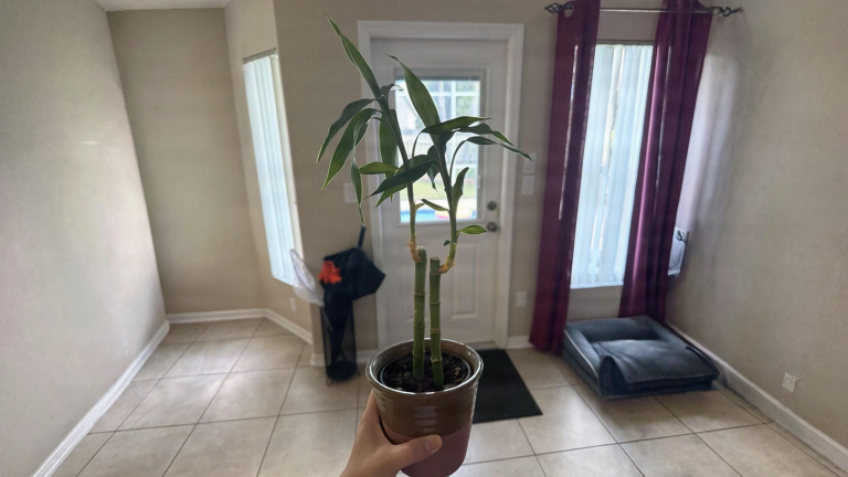 Lucky bamboo con le foglie gialle: cosa ti sta dicendo davvero la tua acqua del rubinetto