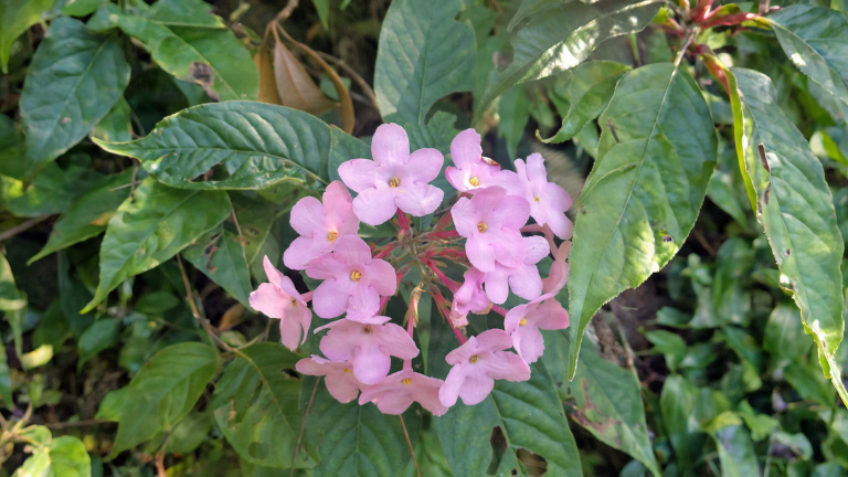 Luculia gratissima: l'arbusto himalayano che profuma di gardenia a dicembre e come coltivarlo in Italia