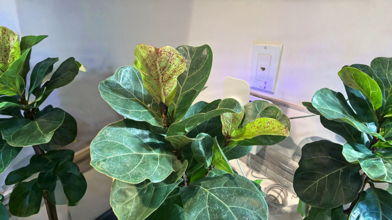 Macchie rosse sulle foglie del Ficus lyrata: come capire in 60 secondi se è edema o parassiti