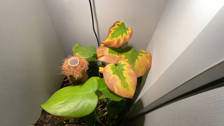 Monstera con le foglie gialle in basso? Quasi sempre è fame di luce, non acqua