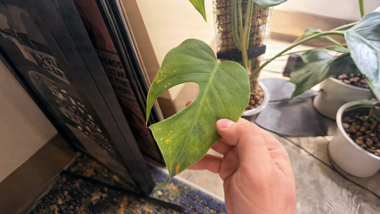 Monstera in semi idrocoltura con macchie marroni e foglie senza buchi: cosa succede davvero alle radici