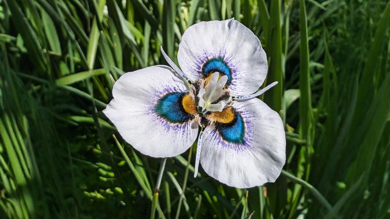 Moraea, l'iris pavone che fiorisce d'inverno: la guida per coltivarla in vaso in Italia