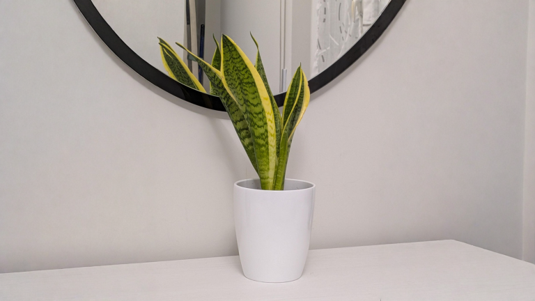 Ogni quanto annaffiare la zamioculcas: il trucco del rizoma che svela quando ha davvero sete