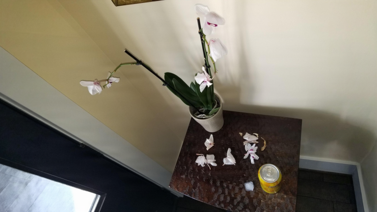 Orchidea che perde i fiori: perché i cubetti di ghiaccio e il doppio vaso la fanno soffrire