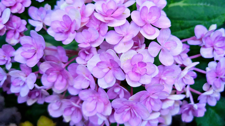 Ortensia a fiore doppio: i suoi petali non sono petali, e i fiori del 2027 si salvano adesso in autunno