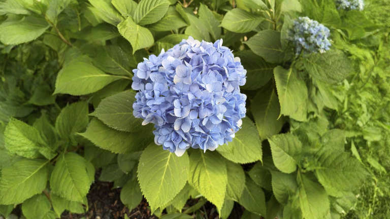 Ortensia blu che diventa rosa: il colpevole è l'acqua del rubinetto, e si rimedia in autunno