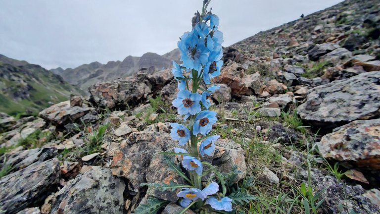 Papavero blu dell'Himalaya: perché il blu più raro del giardino fiorisce così poco in Italia