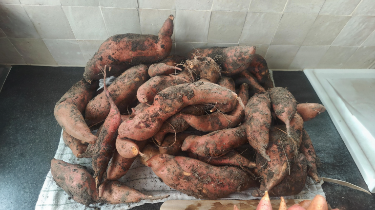 Patate dolci appena raccolte: perché sanno di poco e come renderle dolci e conservarle fino a marzo