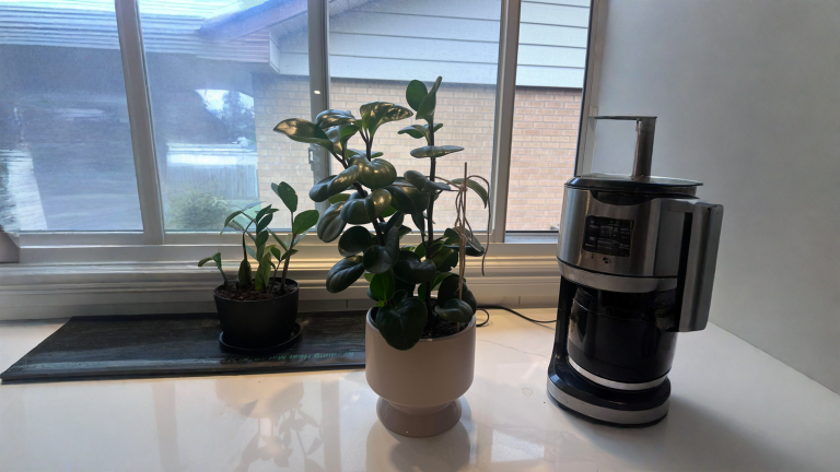 Peperomia che si piega: i 3 test da fare in due minuti e dove cimare per riaverla compatta