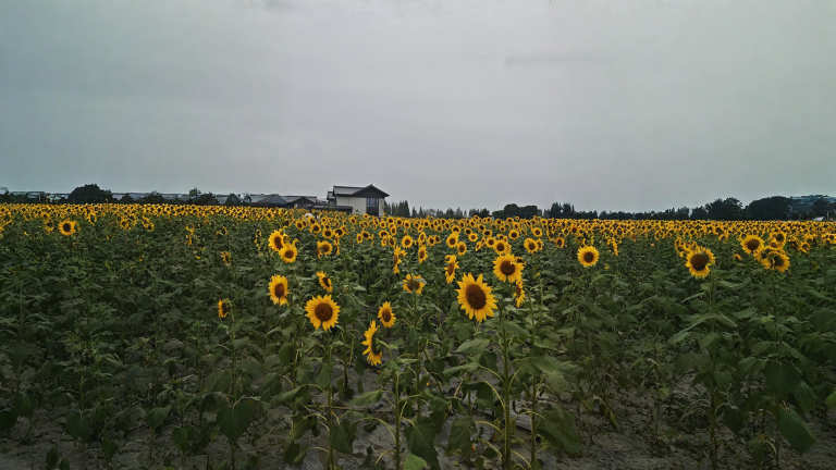 Perché i girasoli seguono il sole (e perché da adulti smettono di farlo e guardano sempre a est)
