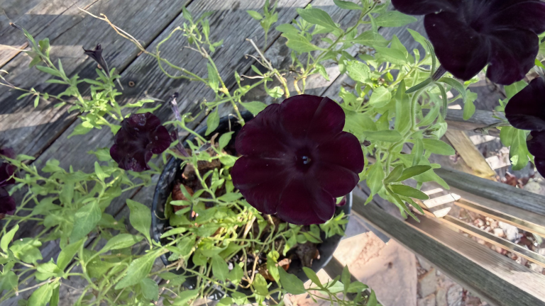Petunia nera, il mistero del colore: perché a ottobre i fiori sono più scuri che a luglio