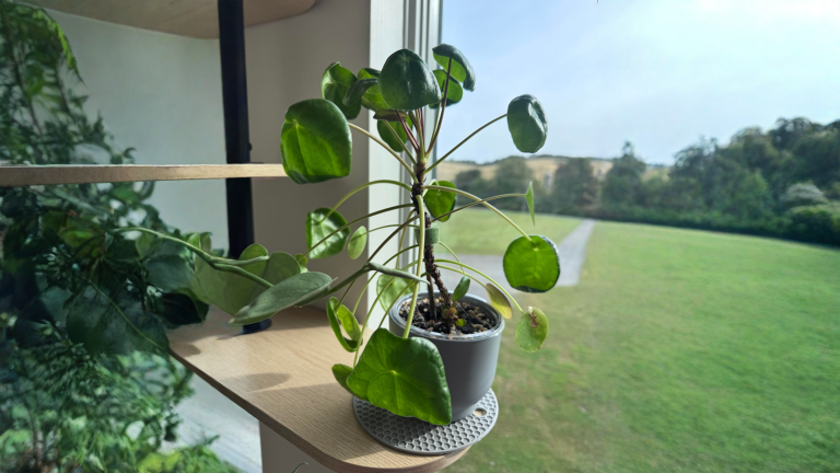 Pilea con foglie arricciate: la curvatura ti dice cosa non va (e come leggerla)