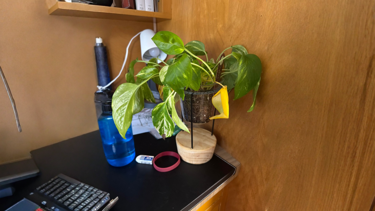 Pothos in vaso senza fori: perché le foglie ingialliscono anche se annaffi pochissimo