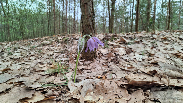 Pulsatilla, il seme che si avvita da solo nel terreno: come seminarla senza sbagliare