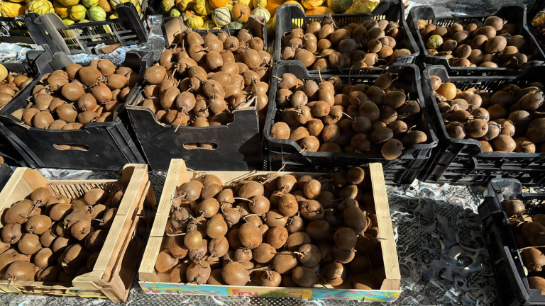 Quando raccogliere i kiwi: le 3 spie che dicono stacca ora (e perché non maturano sulla pianta)