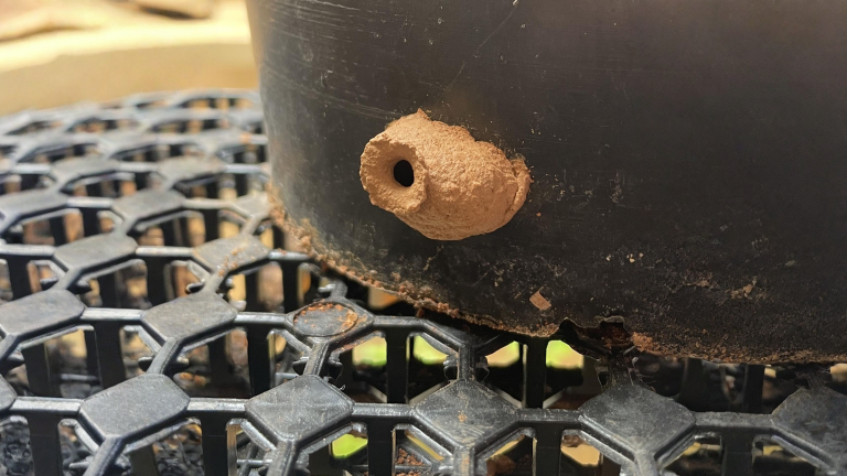 Quella piccola anfora di fango sul vaso non è sporcizia: ecco chi l'ha costruita e perché lasciarla stare