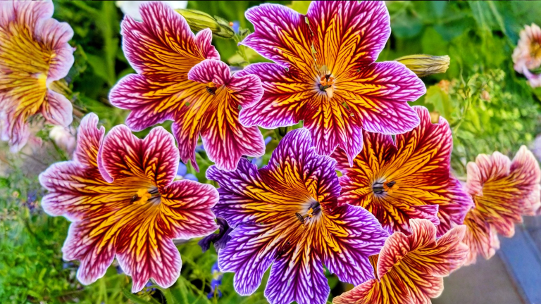 Salpiglossis, coltivazione del fiore venato: il seme vuole il buio e la semina va anticipata