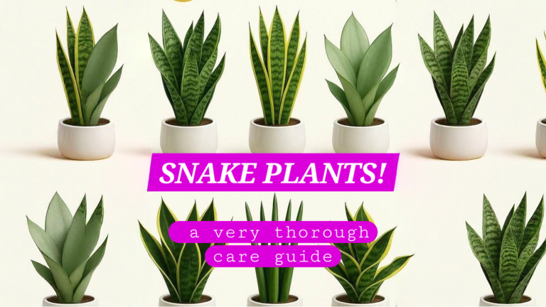 Sansevieria, quanta luce vuole davvero: perché l'angolo buio la sta lentamente uccidendo