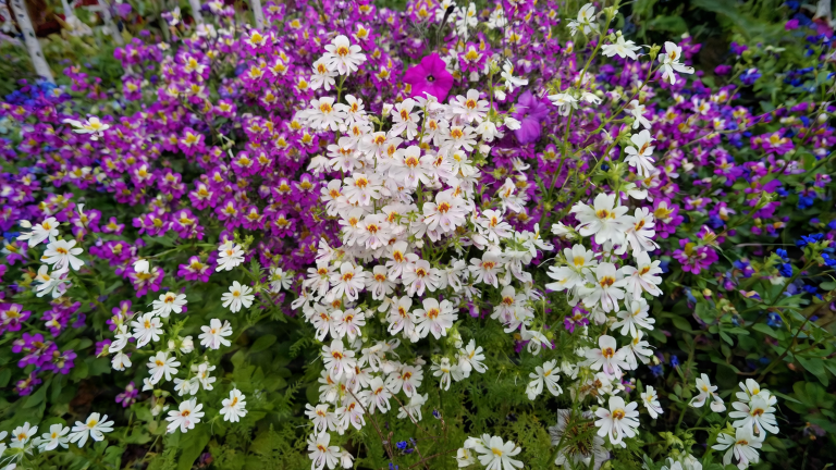 Schizanthus, il finto fiore d'orchidea che spara il polline: come coltivarlo in vaso dall'autunno alla primavera