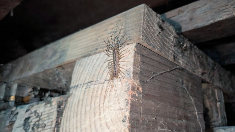 Scutigera in casa: conta le zampe e scopri da quanto tempo vive con te (e perché non va schiacciata)