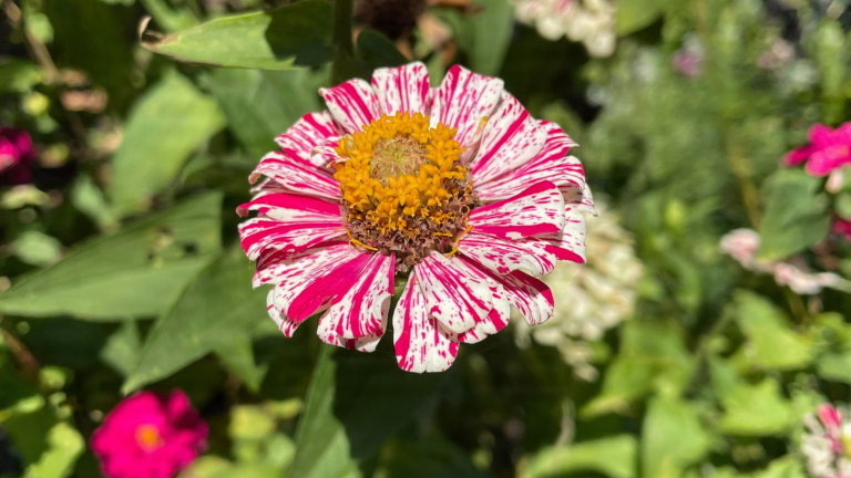 Semi di zinnia: come capire quali germoglieranno davvero e quali no