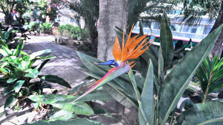 Strelitzia che non fiorisce: il segreto è dentro il becco (e nel vaso stretto)