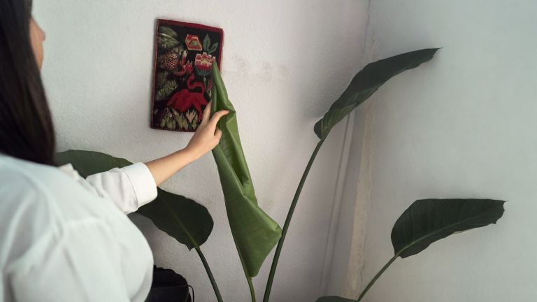 Strelitzia con una foglia afflosciata: il test del picciolo che ti dice se è acqua, luce o radici