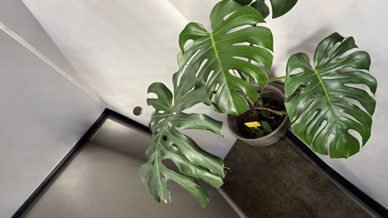 Talea di Monstera con la foglia gialla: non è malata, sta nutrendo la nuova crescita