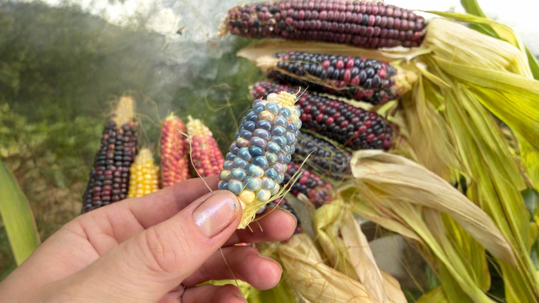 Talea di fico: perché i semini del frutto non germinano e come moltiplicarlo davvero