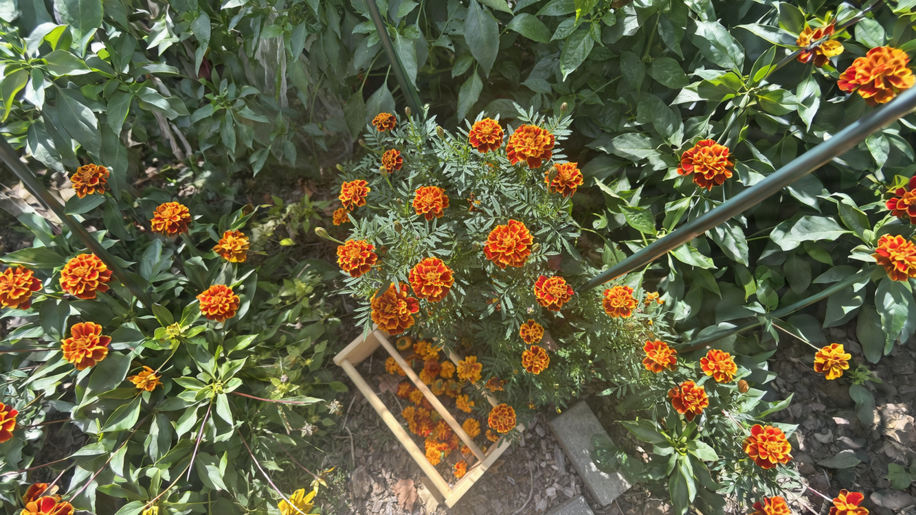 Tingere con i fiori di tagete: il giallo dell orto prima delle gelate