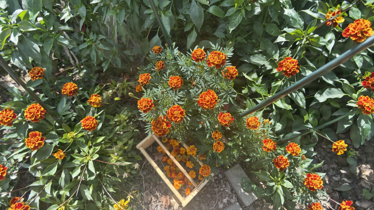 Tingere con i fiori di tagete: il giallo dell orto prima delle gelate