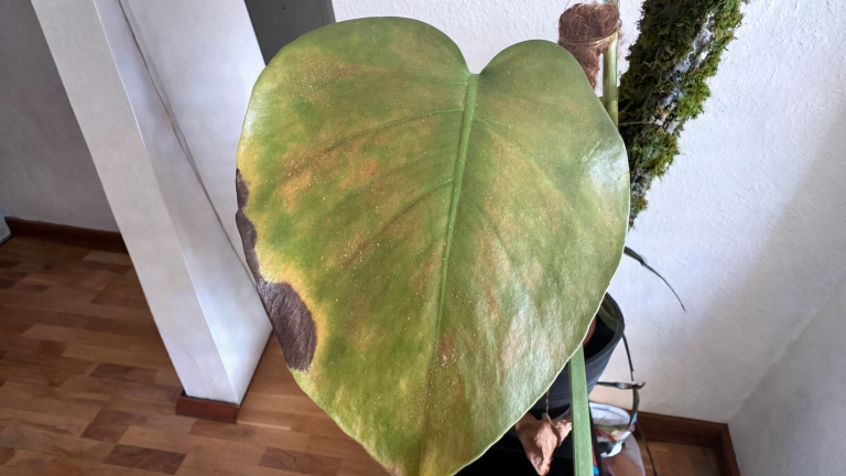 Tripidi sulla Monstera: perché tornano sempre dopo un mese e come fermarli davvero
