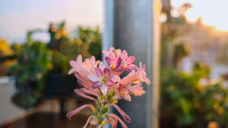 Tuberosa, il bulbo che fiorisce una volta sola: come avere fiori profumati ogni anno