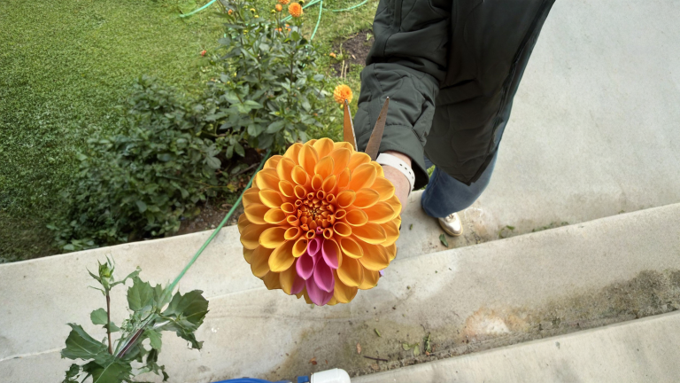 Un fiore di colore diverso sulla stessa pianta: cosa succede davvero alla dalia